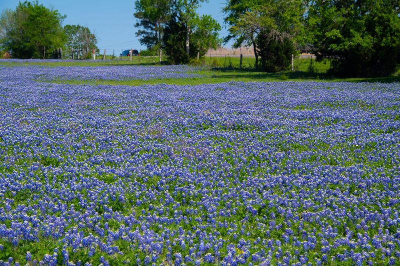 230325-094-Bluebonets (Brenham).jpg