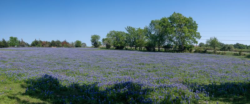 230325-095-Bluebonets (Brenham).jpg