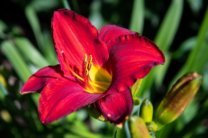 230719-07-Jardins D A Seguin.jpg