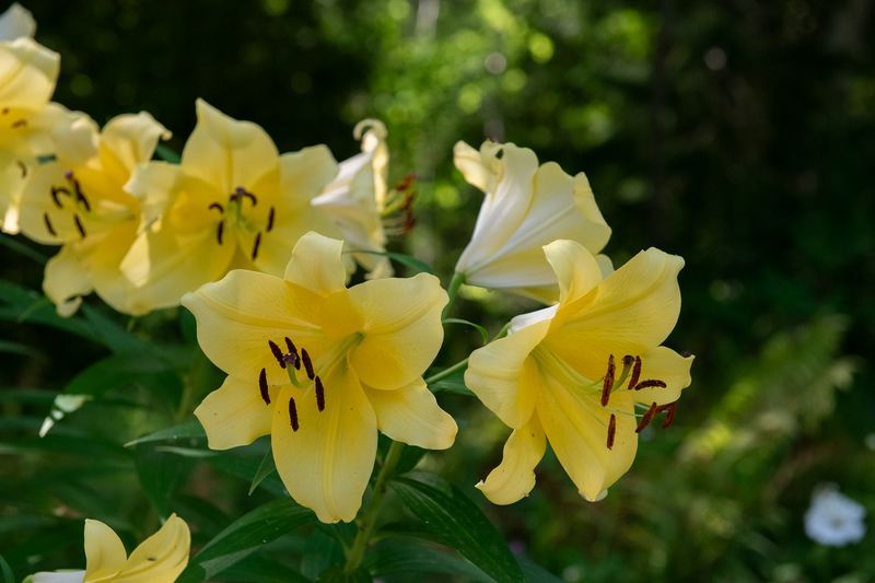 240806-034-Jardins de Metis.jpg