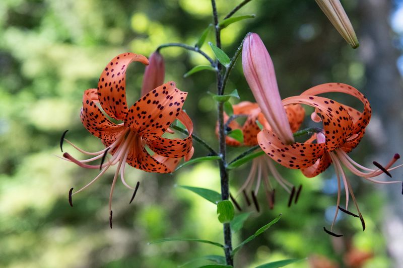 240806-036-Jardins de Metis.jpg