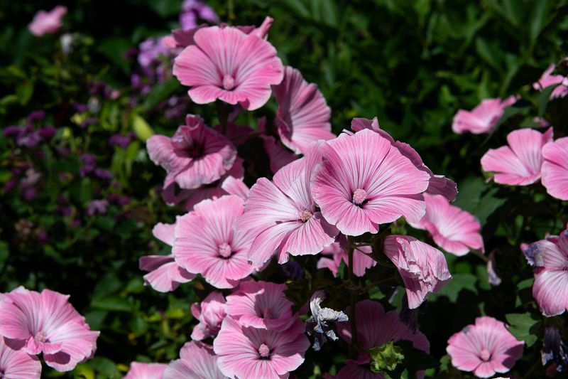 240806-040-Jardins de Metis.jpg