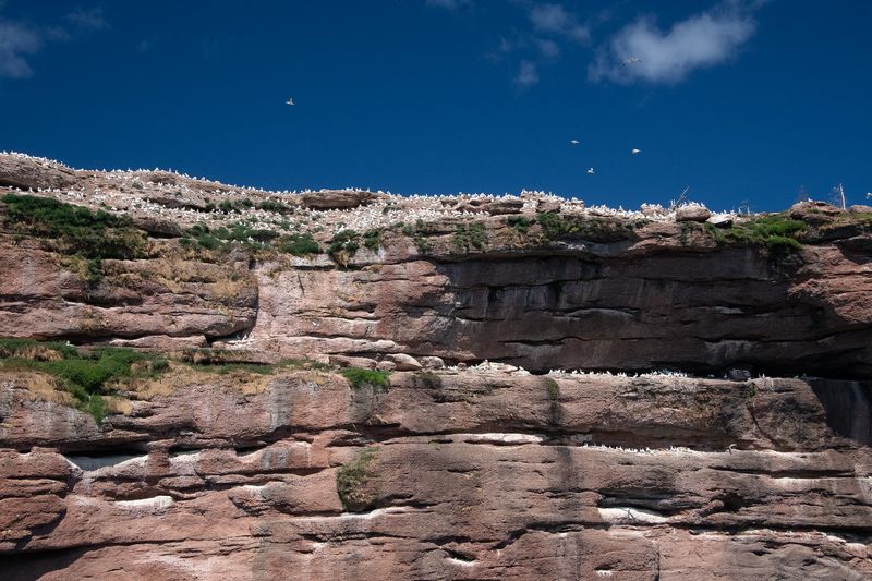 240808-089-Perce - Ile Bonaventure.jpg