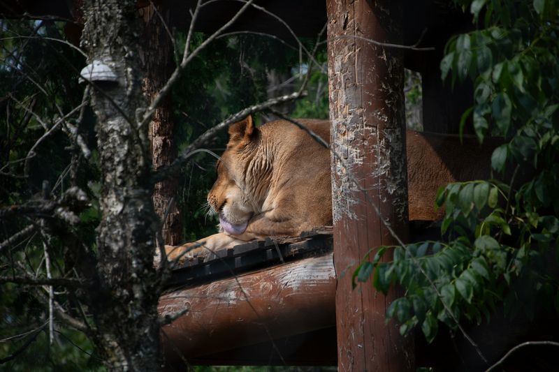 240813-181-Zoo Miller.jpg