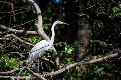 221117-58-Costa Rica - Palo Verde.jpg
