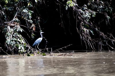 221117-59-Costa Rica - Palo Verde.jpg