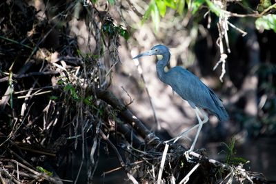 221117-60-Costa Rica - Palo Verde.jpg