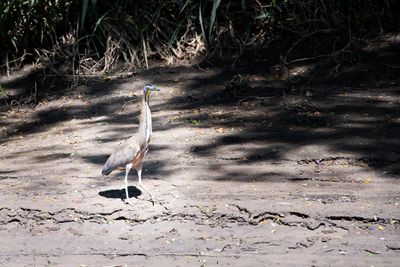 221117-63-Costa Rica - Palo Verde.jpg