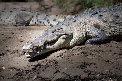 221117-65-Costa Rica - Palo Verde.jpg