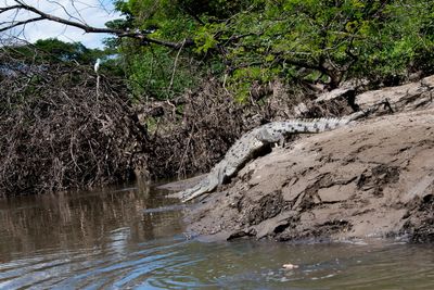 221117-66-Costa Rica - Palo Verde.jpg