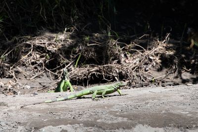221117-68-Costa Rica - Palo Verde.jpg