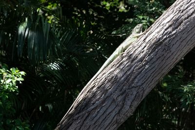 221117-71-Costa Rica - Palo Verde.jpg