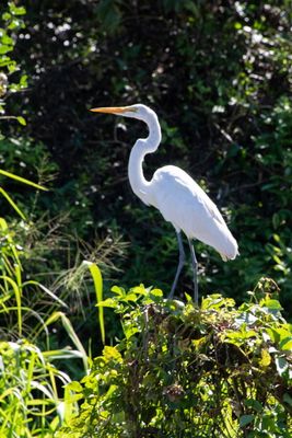 221117-74-Costa Rica - Palo Verde.jpg