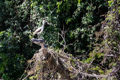 221117-76-Costa Rica - Palo Verde.jpg