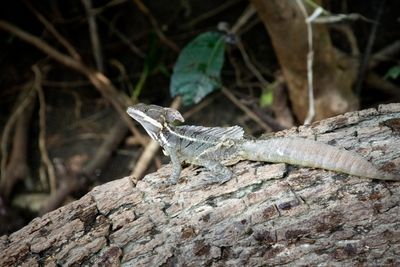 221117-77-Costa Rica - Palo Verde.jpg