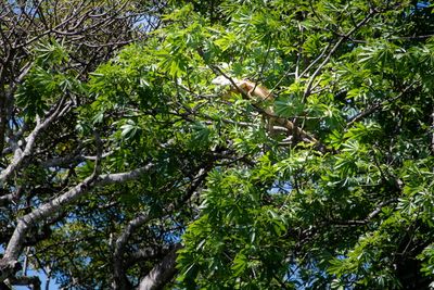 221117-78-Costa Rica - Palo Verde.jpg