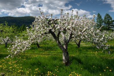 Mont St-Hilaire, Pavillon de la Pomme - 2023