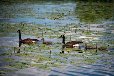 230621-08-Etang Burbank - Danville.jpg