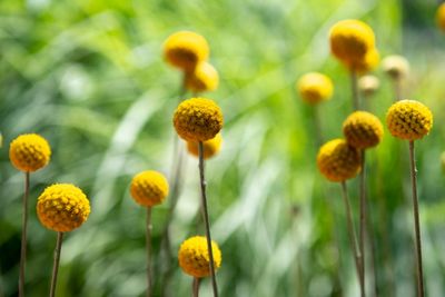 230719-05-Jardins D A Seguin.jpg