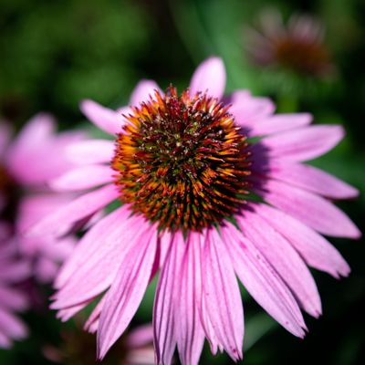 230719-08-Jardins D A Seguin.jpg
