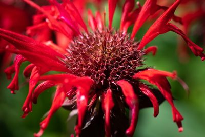 230719-14-Jardins D A Seguin.jpg