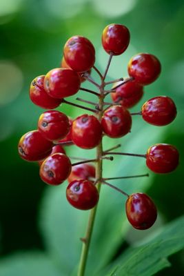 230719-15-Jardins D A Seguin.jpg