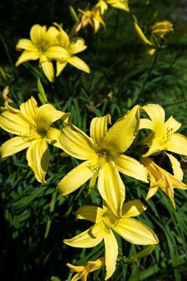 230719-16-Jardins D A Seguin.jpg
