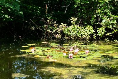 230719-23-Jardins D A Seguin.jpg