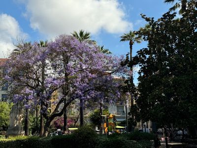 01-063-Nice-la nature.JPG