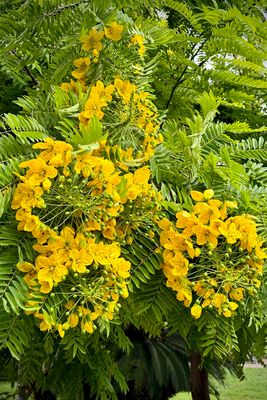 01-064-Nice-la nature.JPG