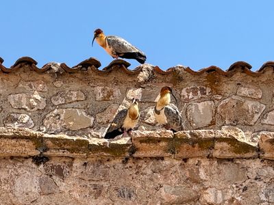 241027-141-Region de Puno.JPG
