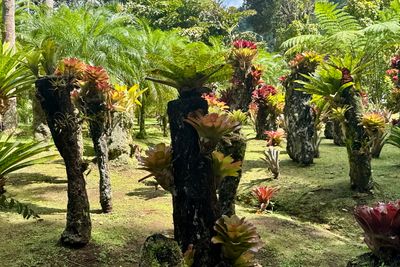 250323-062-Martinique-Jardins de Balata.JPG