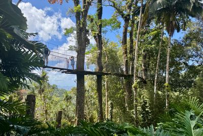 250323-067-Martinique-Jardins de Balata.JPG