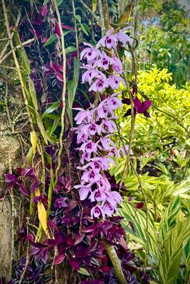 250323-072-Martinique-Jardins de Balata.JPG