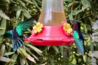 250323-073-Martinique-Jardins de Balata.JPG