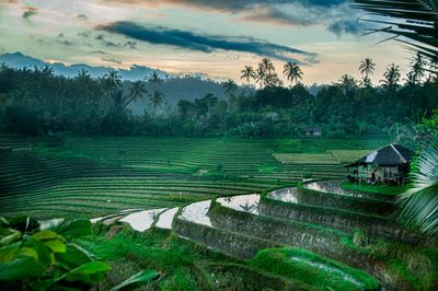 les rizires de Bali