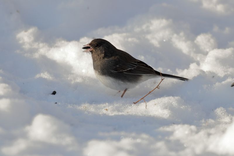 dark-eyed junco 079.jpg