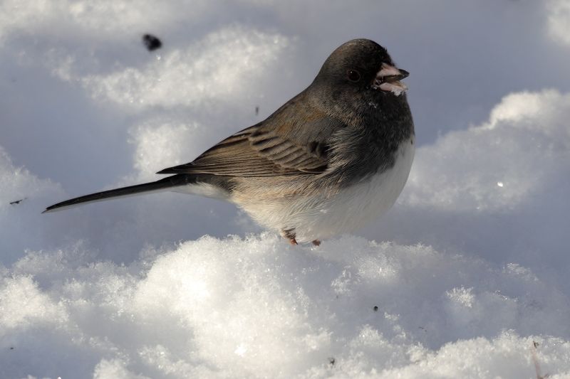 dark-eyed junco 080.jpg