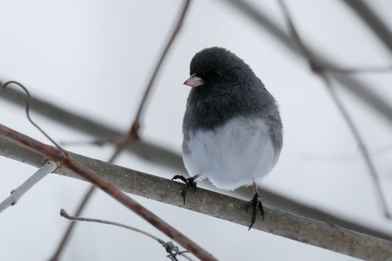 Dark-eyed Junco
