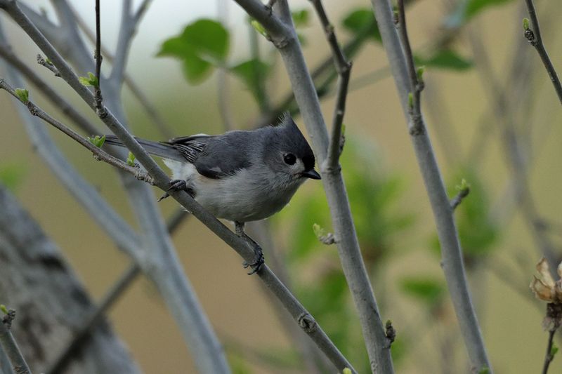 tufted titmouse 090.jpg