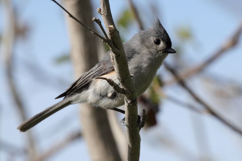 tufted titmouse 091.jpg
