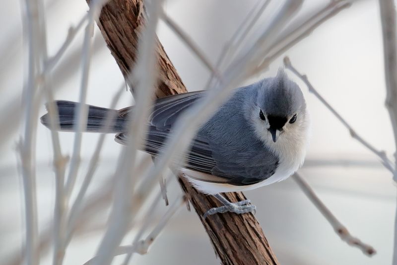 tufted titmouse 092.jpg