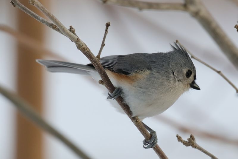 tufted titmouse 093.jpg