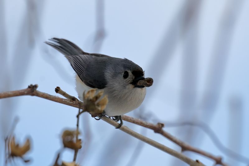 Tufted Titmouse