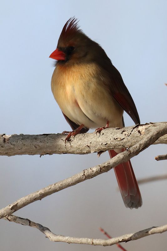 cardinal 086.jpg