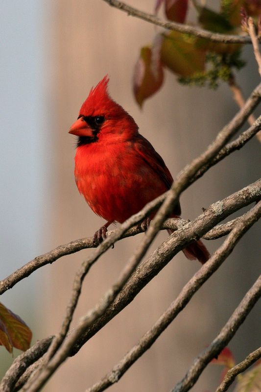 cardinal 087.jpg