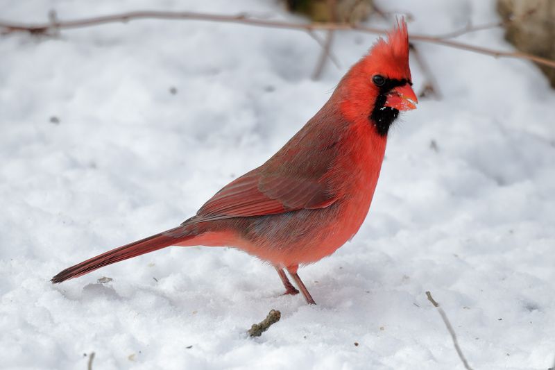 cardinal 088.jpg