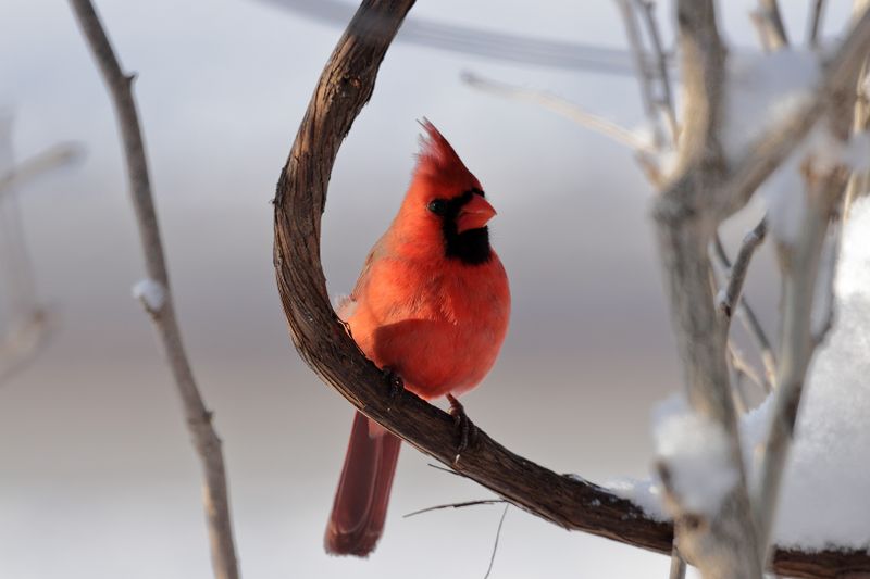 cardinal 089.jpg