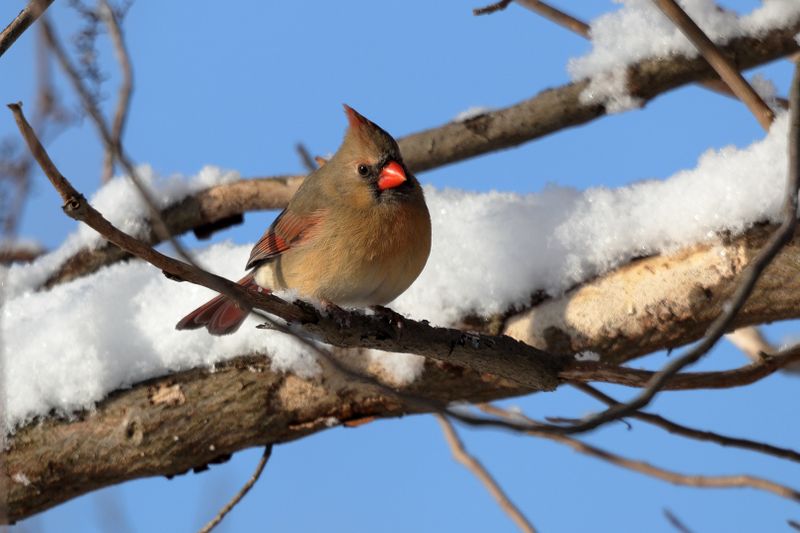 cardinal 090.jpg