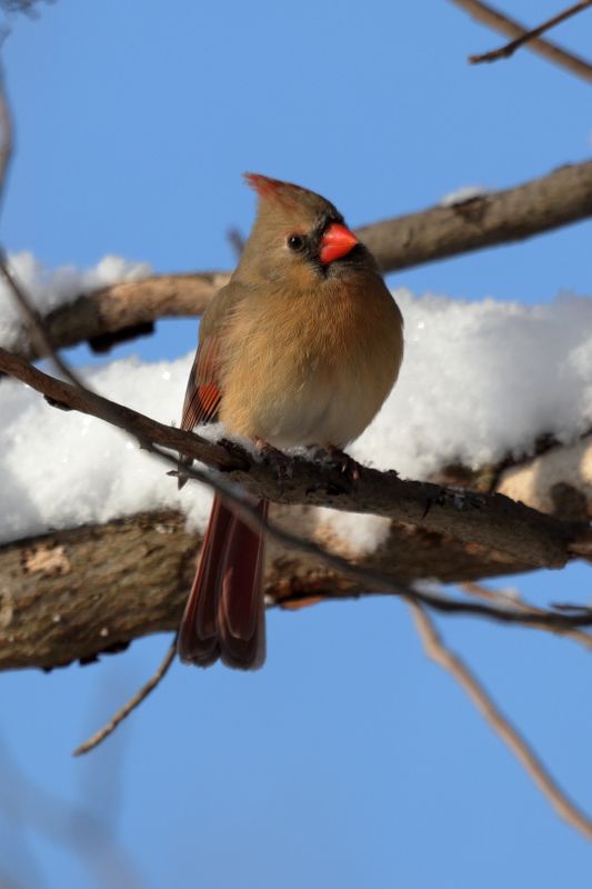 cardinal 091.jpg